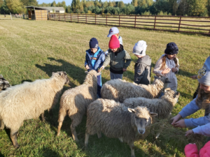 Grupa dzieci karmi owce